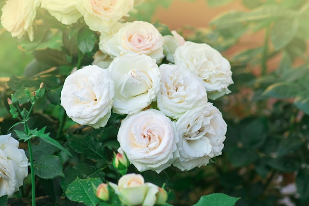 Pink and white roses Eden roze bloom in a tropical garden