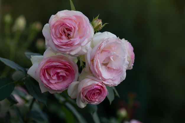 Pink and white roses Eden roze bloom in a tropical garden