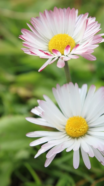 ピンクの白い小さなリリー型の花