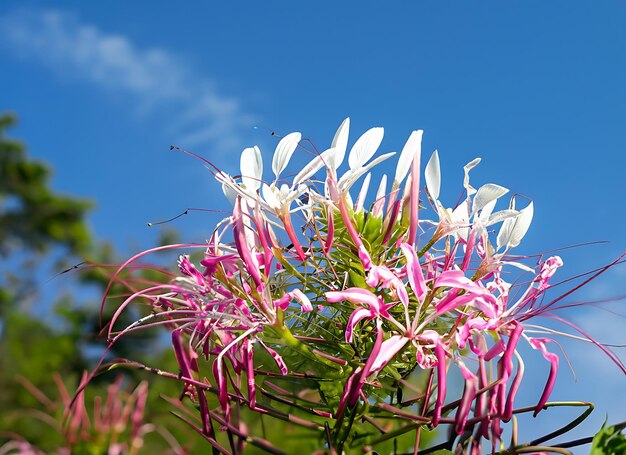 Photo pink and white spider flower agent blue sky