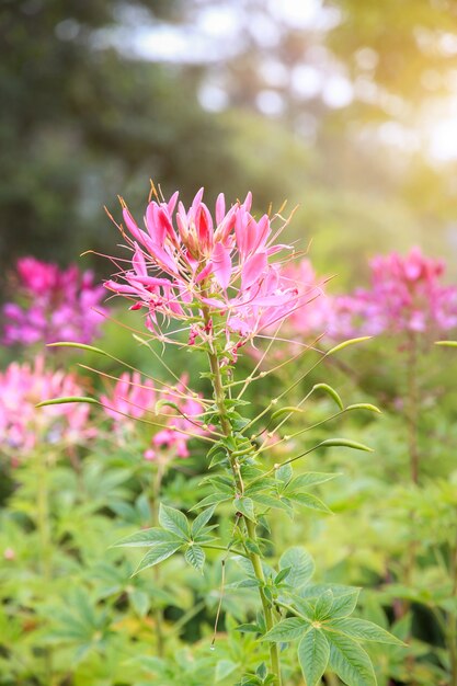 庭のピンクと白のクモの花（Cleomespinosa）、CleomeHassleriana。ピンクのクモの花（Cleome hassleriana）