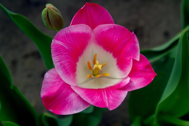 Photo pink and white triumph tulips high quality photo