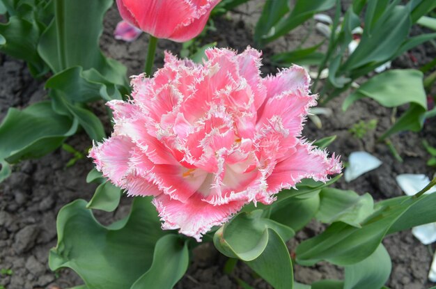 Розовый и белый тюльпан Квинсленд Квинслендский тюльпан на клумбе Бахромчатый тюльпан Квинсленд