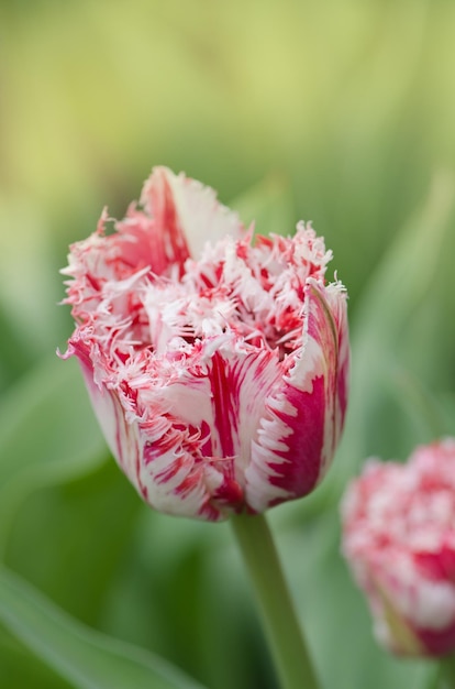 Pink and white tulip Rembrandt with terry petals