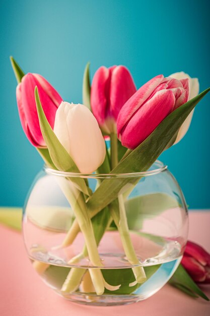 Pink and white tulips in glass vases