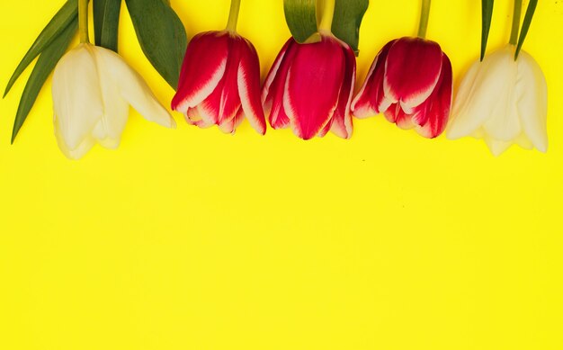 Pink and white tulips lie in a row on a yellow wall.empty space for the text