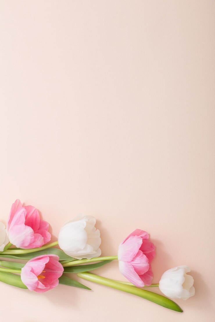 Pink and white tulips on paper background