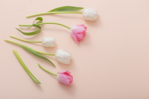 Pink and white tulips on paper background