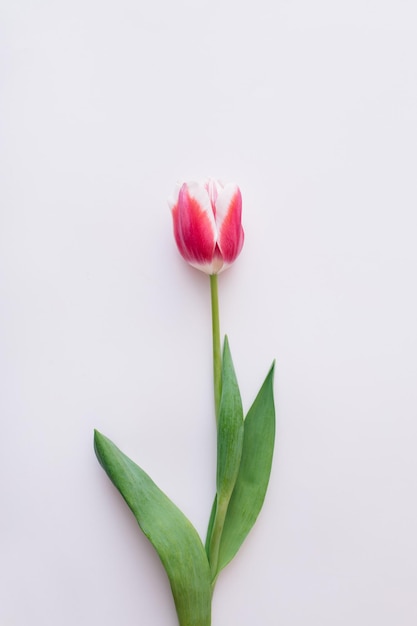 pink and white tulips on white background flat lay top view