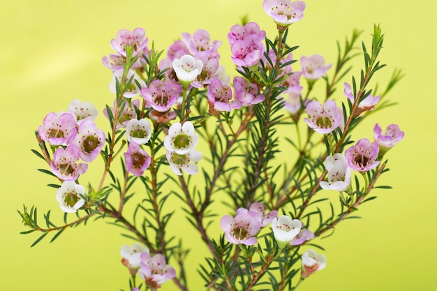 Photo pink white waxflower on green background