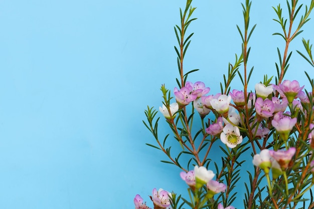 Pink white waxflower on white background