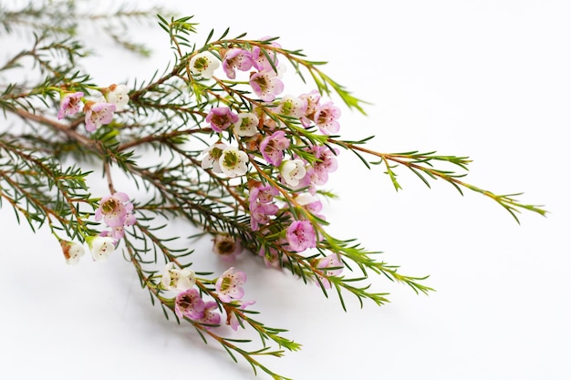 Foto fiore di cera bianco rosa su sfondo bianco