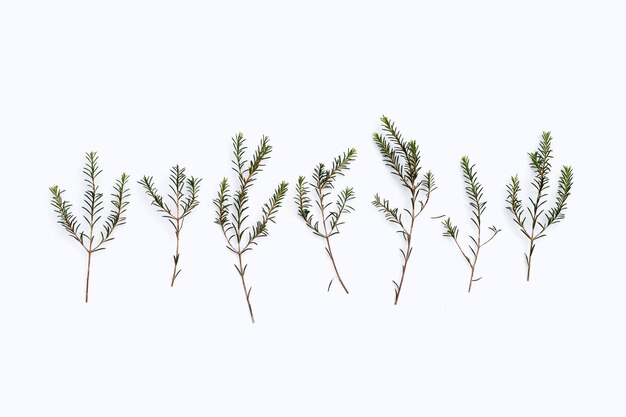 Pink white waxflower on white background