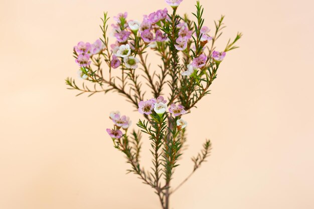 Foto fiore di cera bianco rosa con spazio per la copia