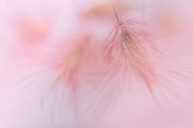 Foto fondo rosa di macro del fiore selvaggio