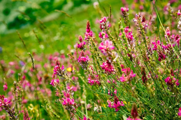 Pink wild flowers as background