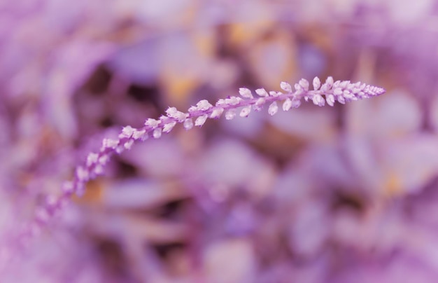 Pink wild grass tropical flower