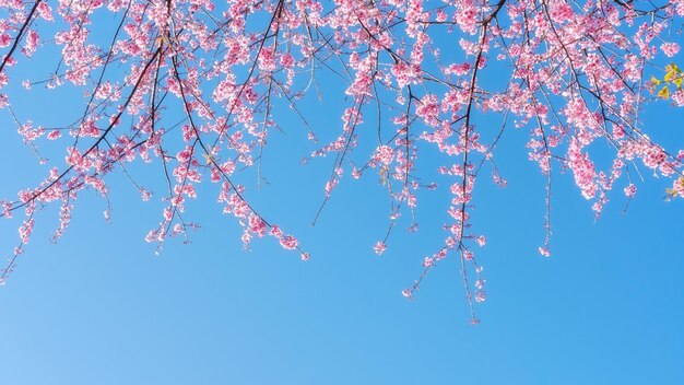 庭にあるピンクの野生のヒマラヤ桜