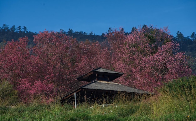 Pink Wild Himalayan Cherry flower branch with blue sky and brown wooden roof in background