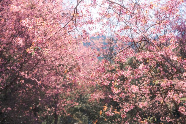 ピンクの野生のヒマラヤの桜の木が春にプフ・ロム・ロの庭でいています