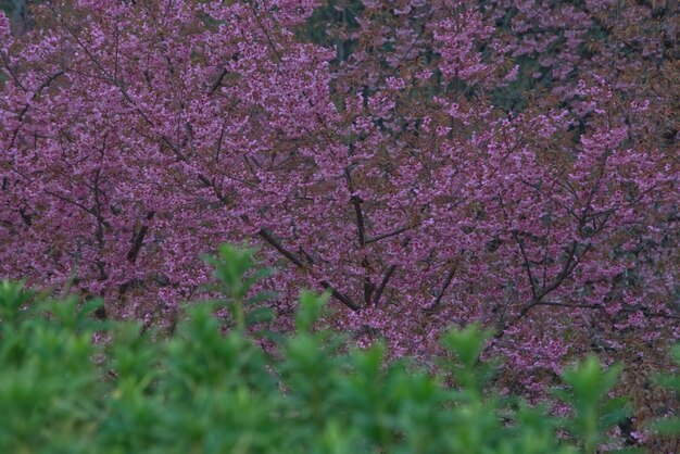 前景にぼやけた緑の葉のラインとピンクの野生のヒマラヤの花の壁