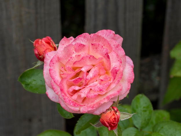 雨の後の花びらに水滴とピンクのワイルドローズのクローズアップ