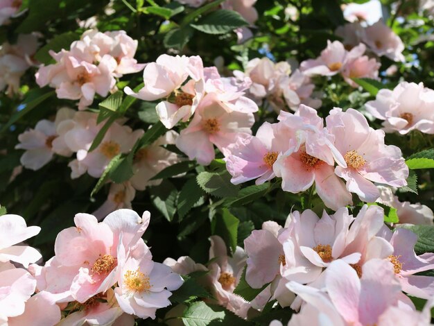 Pink wild rose flowers