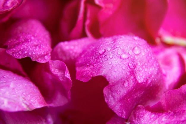 Pink wild rose wet leaves with water drops