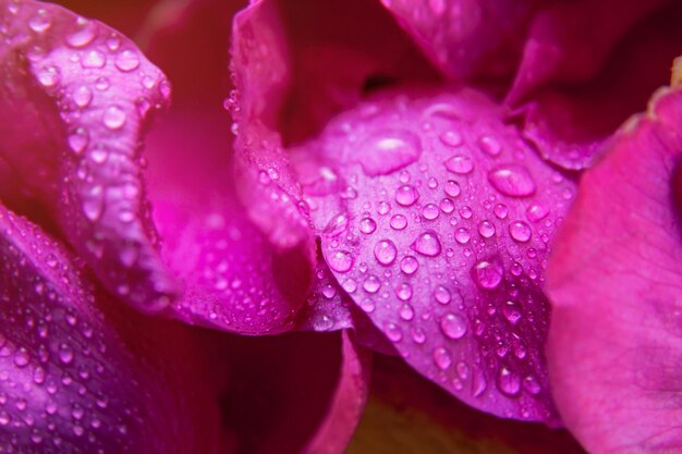 Pink wild rose wet leaves with water drops