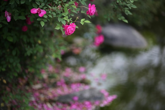pink wild roses