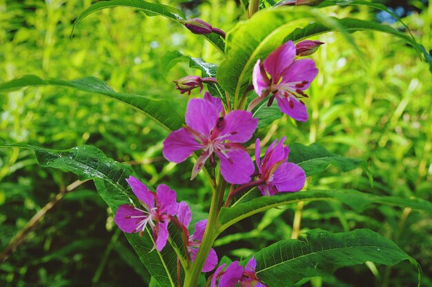 Photo pink wildflowers blooming at aden country park