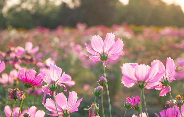 pink wildflowers meadow on field.