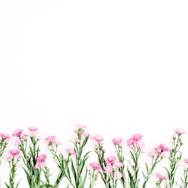 Pink wildflowers on white