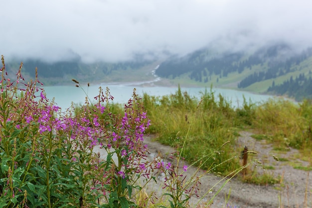 大きなアルマトイ湖の背景に雨滴とピンクの野花