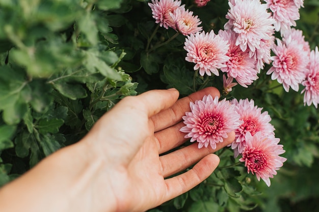 pink winter chrysanthemum flowers in a female hand