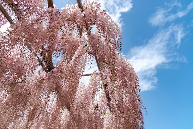 春にピンクの藤の花の木のトレリスの花