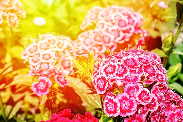 Pink with red flowers of chinese cloves dianthus chinensis close-up