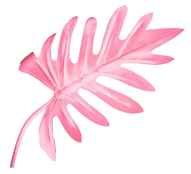 Photo pink xanadu leaf png sticker