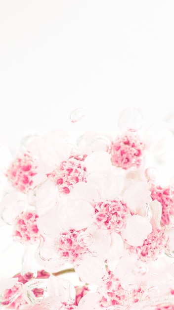 泡立つ水の中のピンクのノコギリソウの花