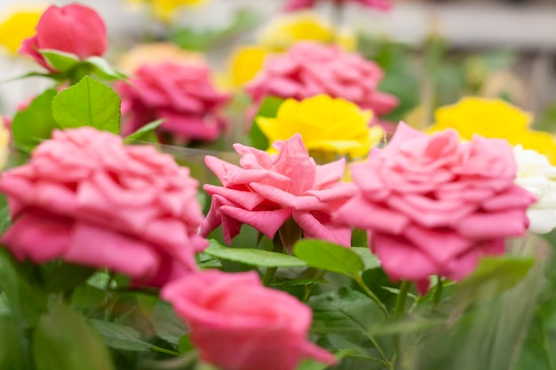 ピンクと黄色の明るいバラはスーパーマーケットで販売されています