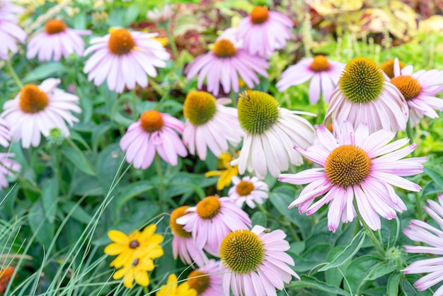 ピンクと黄色の装飾的な花。自然な植物の花の背景。