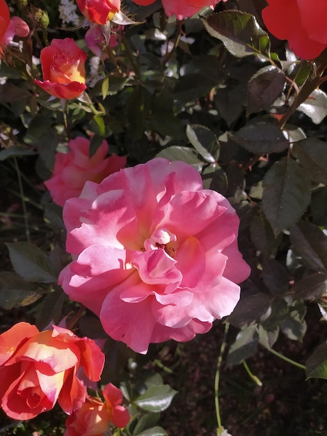 a pink and yellow flower with the word  b  on it