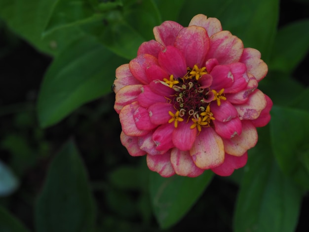 A pink and yellow flower with a yellow center