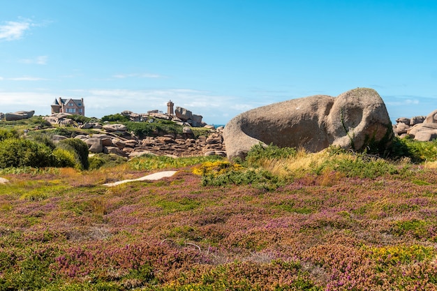 Fiori rosa e gialli lungo lighthouse significa ruz, porto di ploumanach, nella città di perros-guirec nel dipartimento di cotes-d'armor, nella bretagna francese, francia.