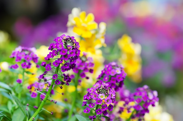 Pink yellow flowers