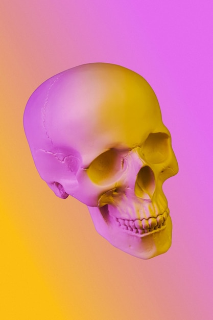 Pink yellow gypsum human skull isolated on colorful background Plaster sample model skull for students of art schools Forensic science anatomy and art education concept Mockup for drawing design