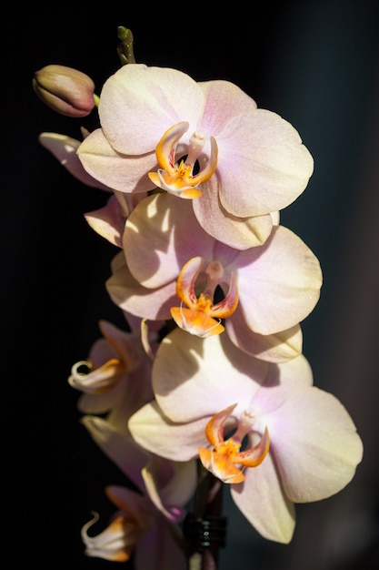 暗い背景にピンクの黄色い蘭の花