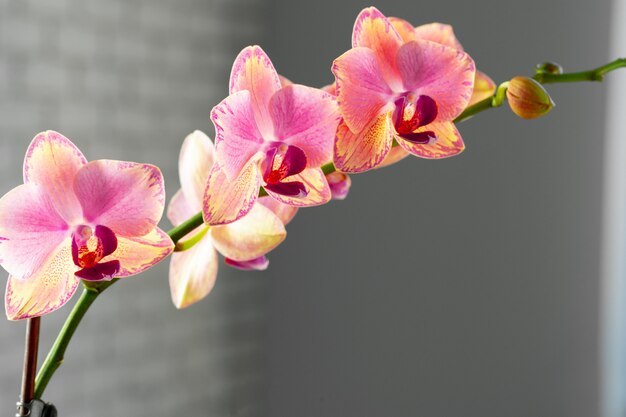 Pink and yellow pastel orchid close up on blurred background