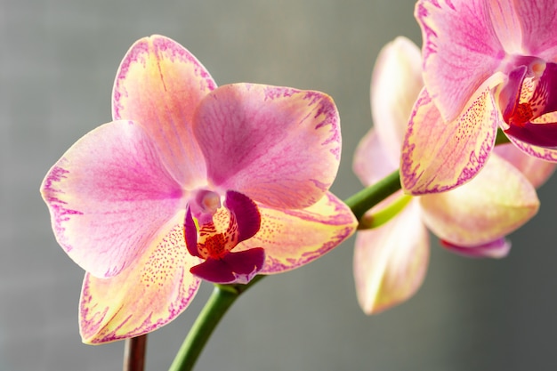 Pink and yellow pastel orchid close up