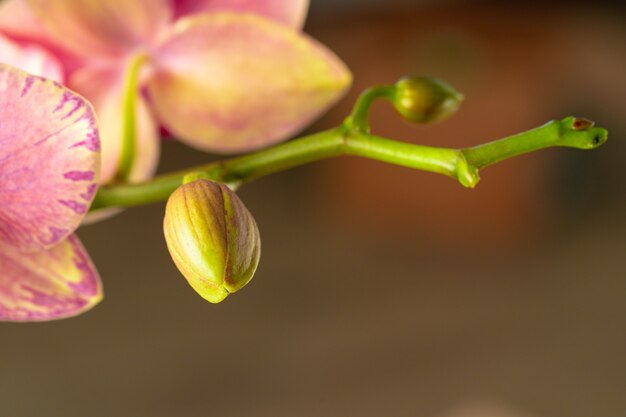 Pink and yellow pastel orchid close up